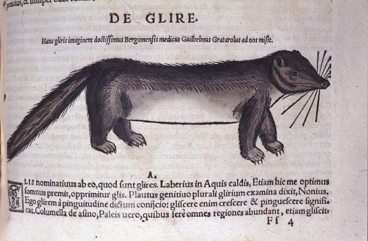 コンラッド・ゲスナー(1516-1565)の『Historia Animalium』に登場するヤマネ、Tiguri 作： 無名の画家