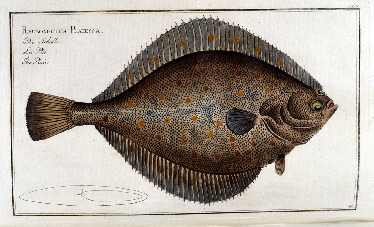 ターボット（Pleuronectes Platessa） Marc Elieser Bloch（Ichtyologie パリ、ベルリン、ロンドン1787年）の後に。 作： 無名の画家