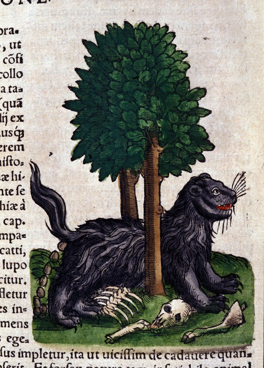 コンラッド・ゲスナー（1516-1565）の『動物史』に登場するライオン、ティグリ 作： 無名の画家