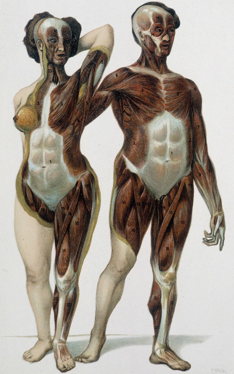 男性と女性の皮膚：筋肉 - 医学書、19世紀後半 作： 無名の画家