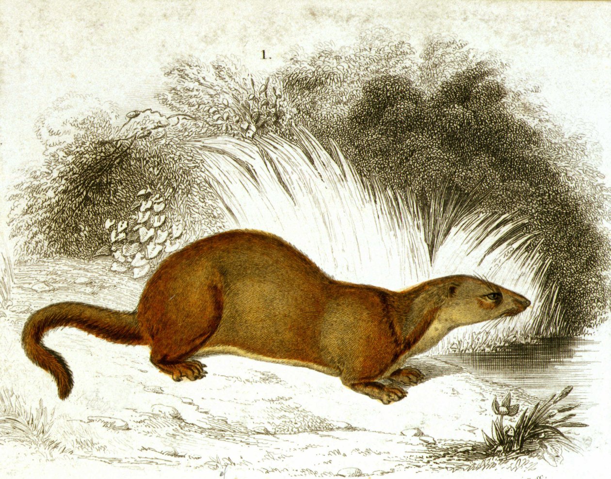 カワウソ-カラーエングレーヴィング。19世紀のエングレービング。 作： 無名の画家