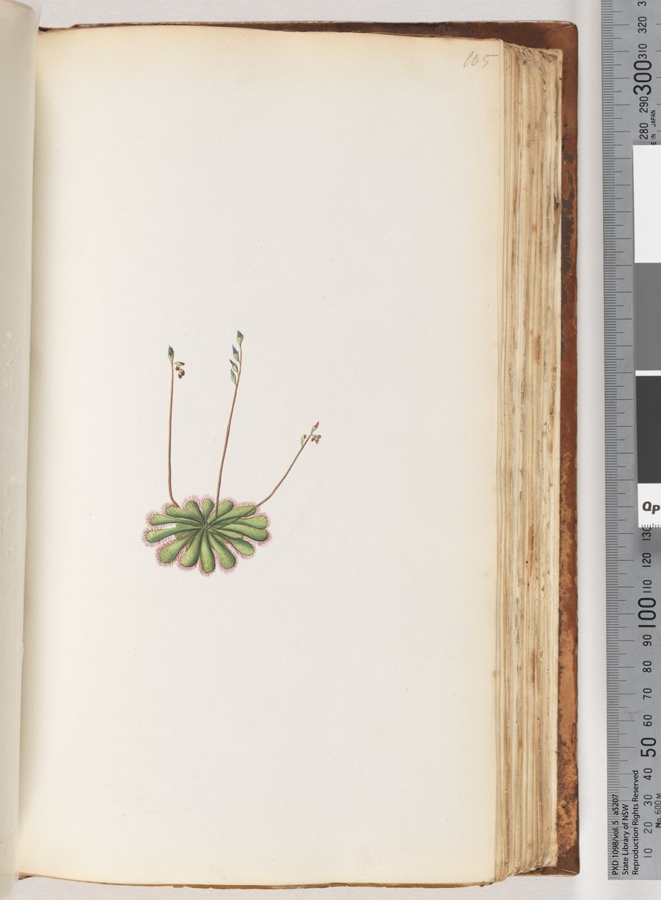 105ページ。碑文なし。正体不明の植物 作： 無名の画家