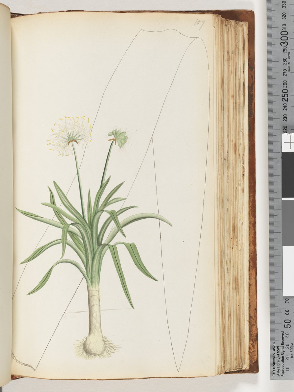 107ページ。碑文なし。正体不明の植物 作： 無名の画家