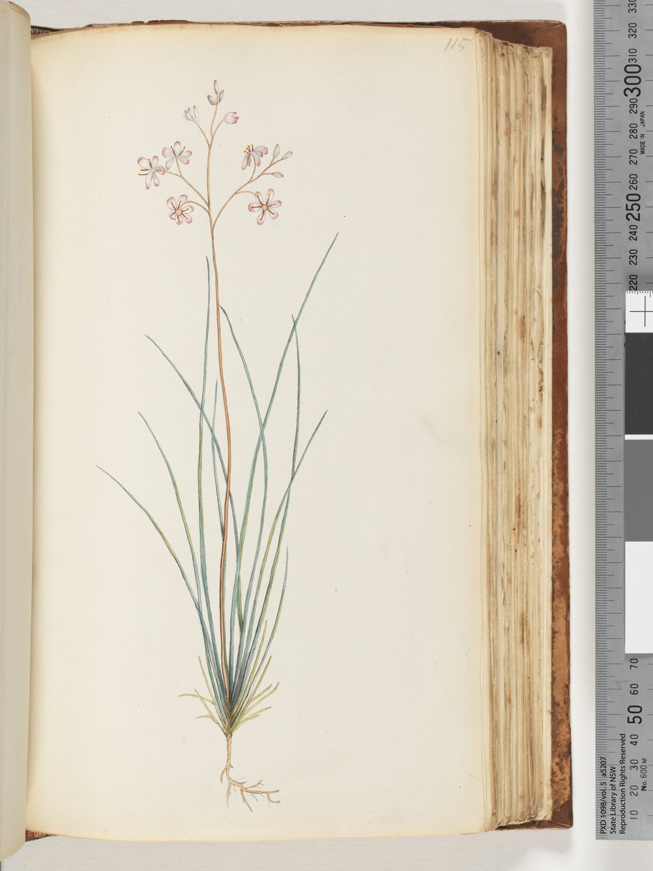 115ページ。正体不明の植物 作： 無名の画家