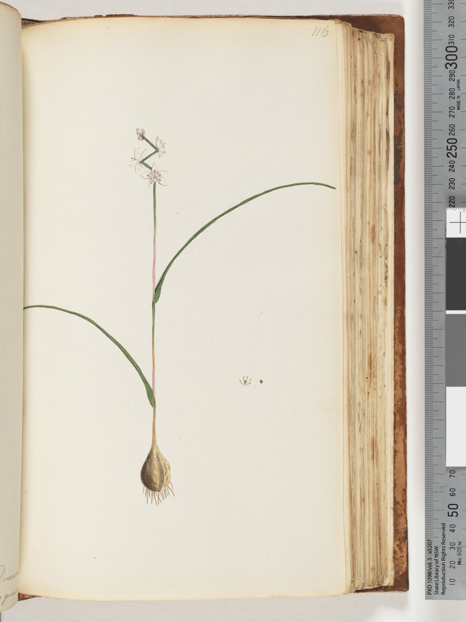 ページ116。未確認の植物 作： 無名の画家
