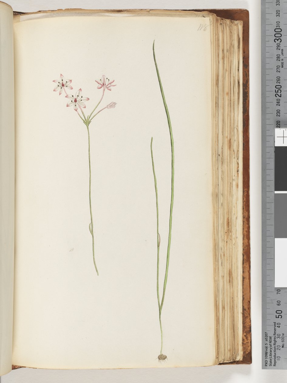 118ページ。正体不明の植物 作： 無名の画家