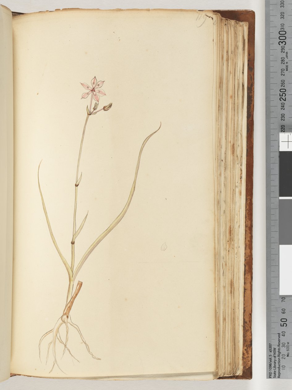 119ページ。碑文なし、未完成の図面、未確認の植物 作： 無名の画家