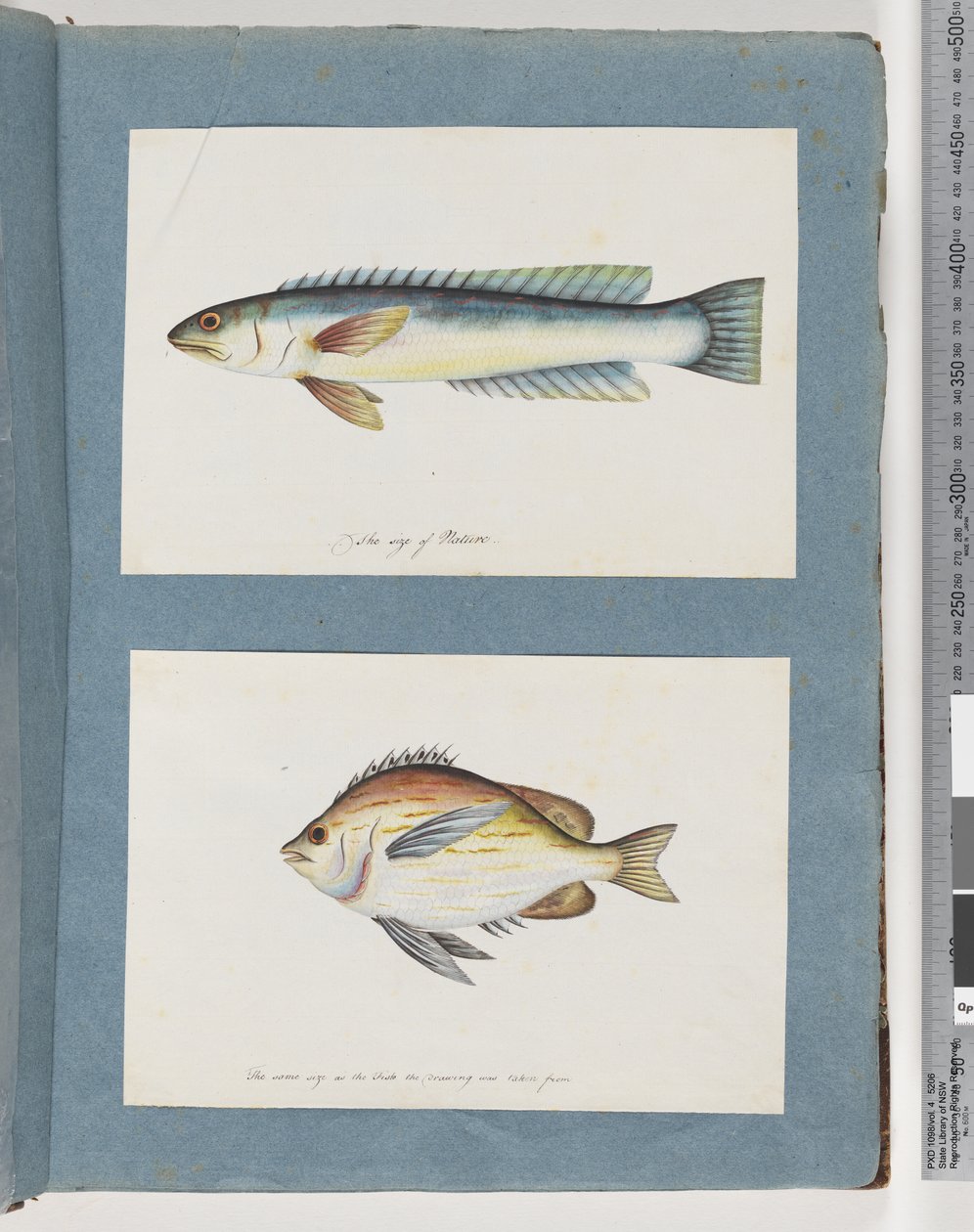 11ページ。正体不明の魚。 12.正体不明の魚 作： 無名の画家