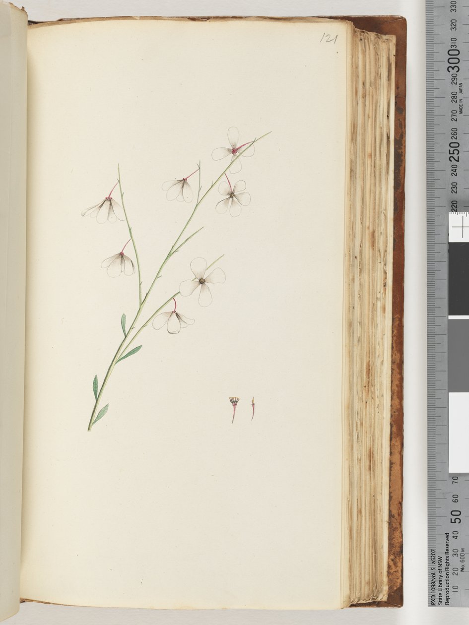 121ページ。正体不明の植物 作： 無名の画家