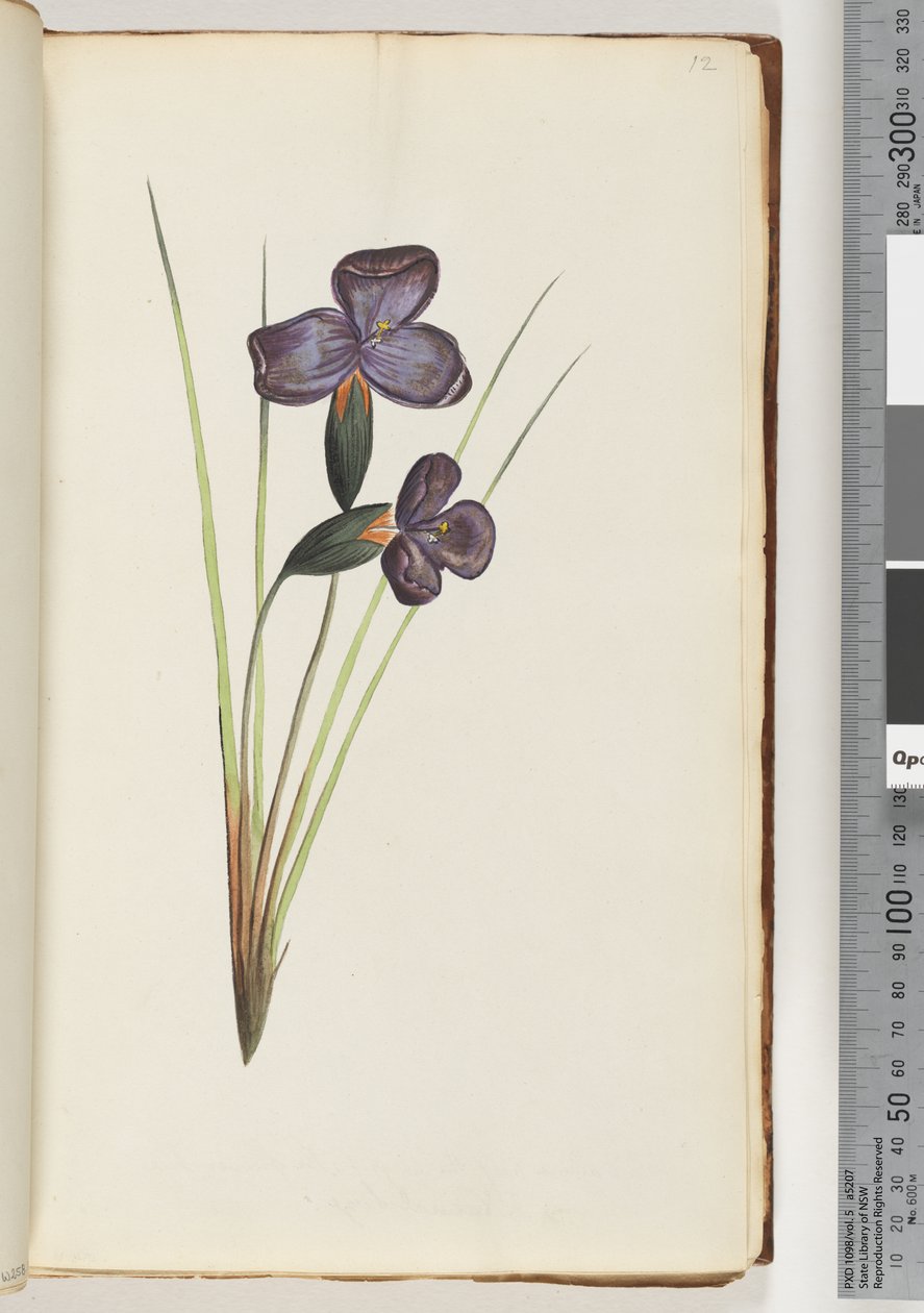 12ページ。正体不明の植物 作： 無名の画家