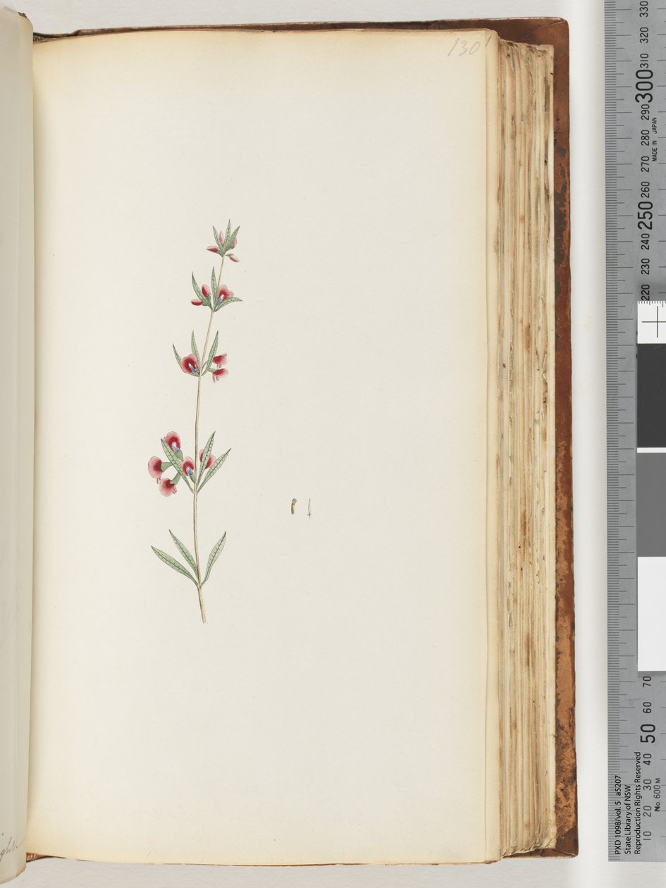 130ページ。正体不明の植物 作： 無名の画家