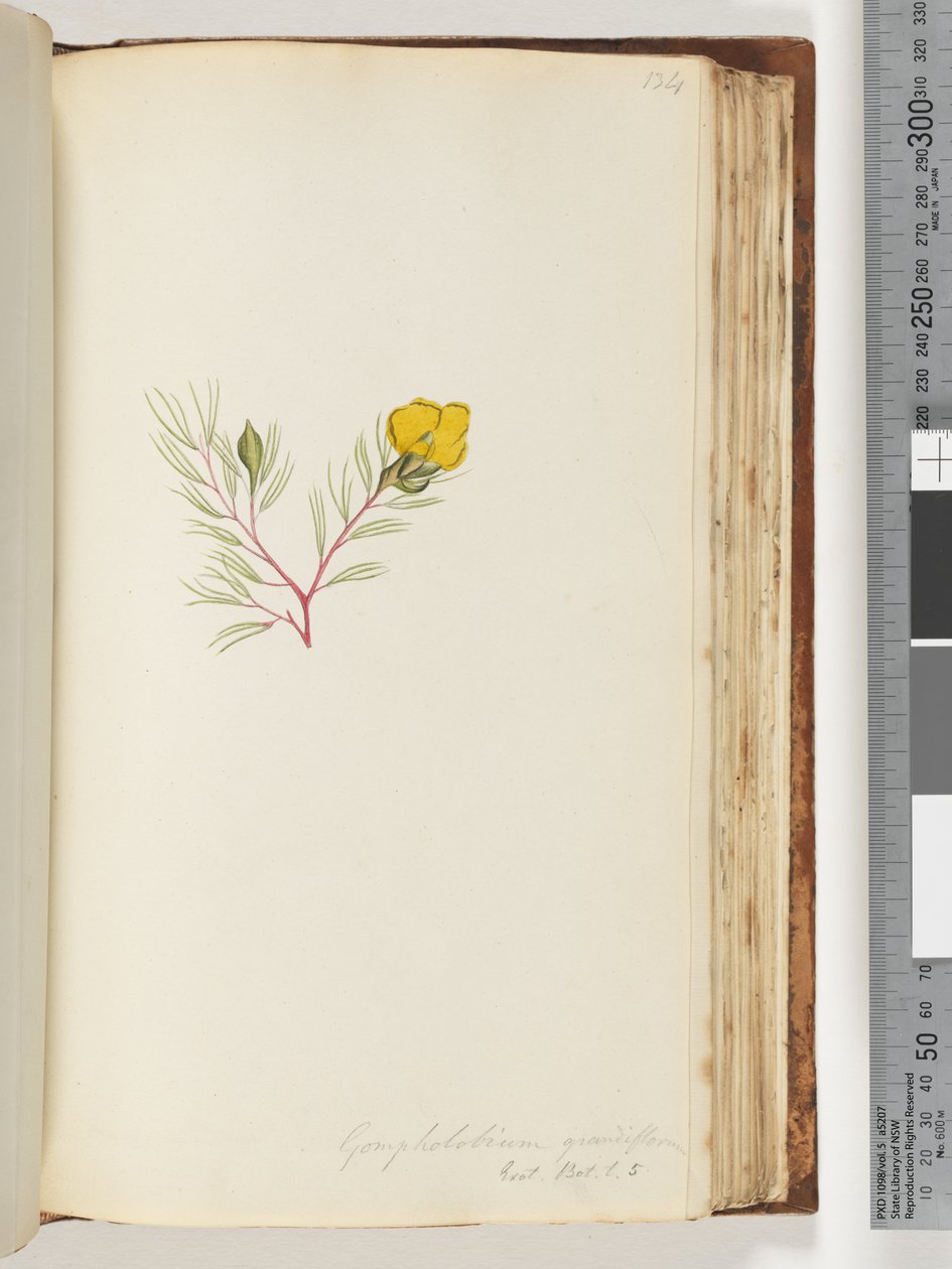 ページ134。Gompholobiumgrandlflorum- Exot。ホット。私。 5 作： 無名の画家