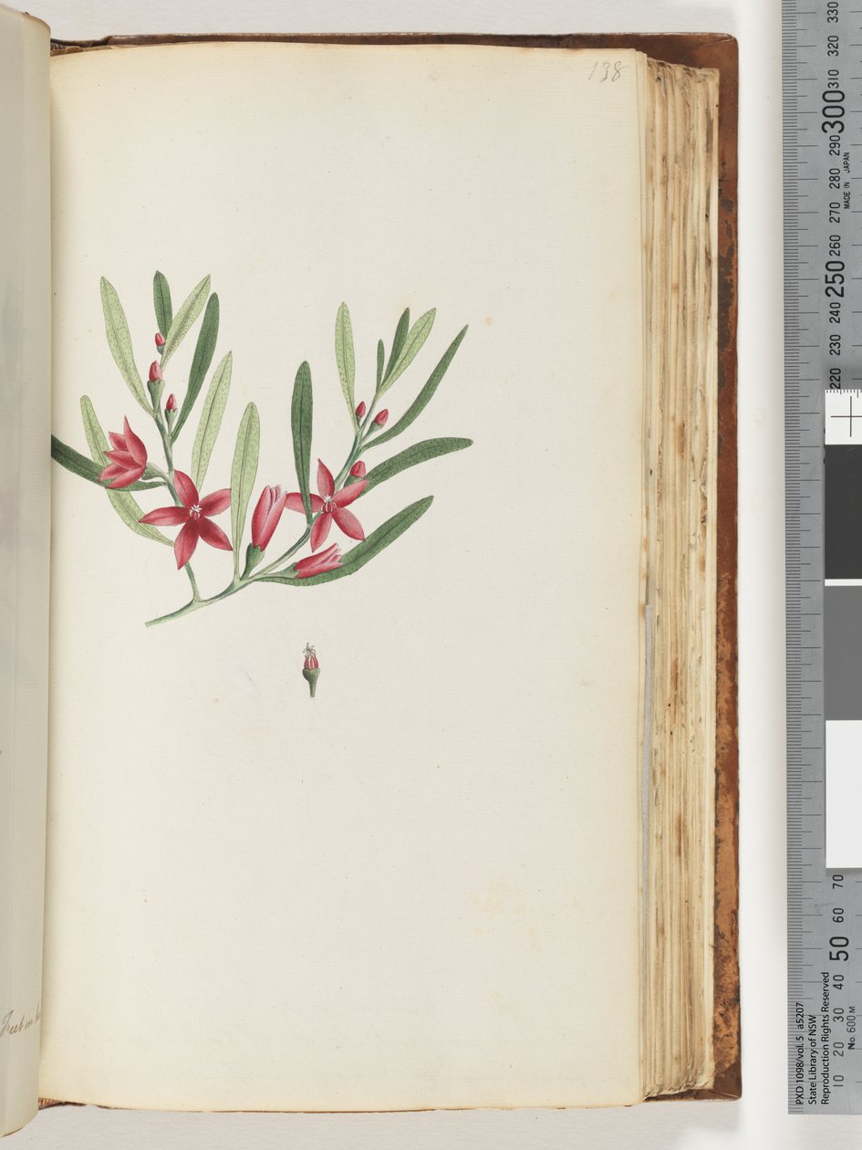 138ページ。無名の顕花植物と昆虫 作： 無名の画家
