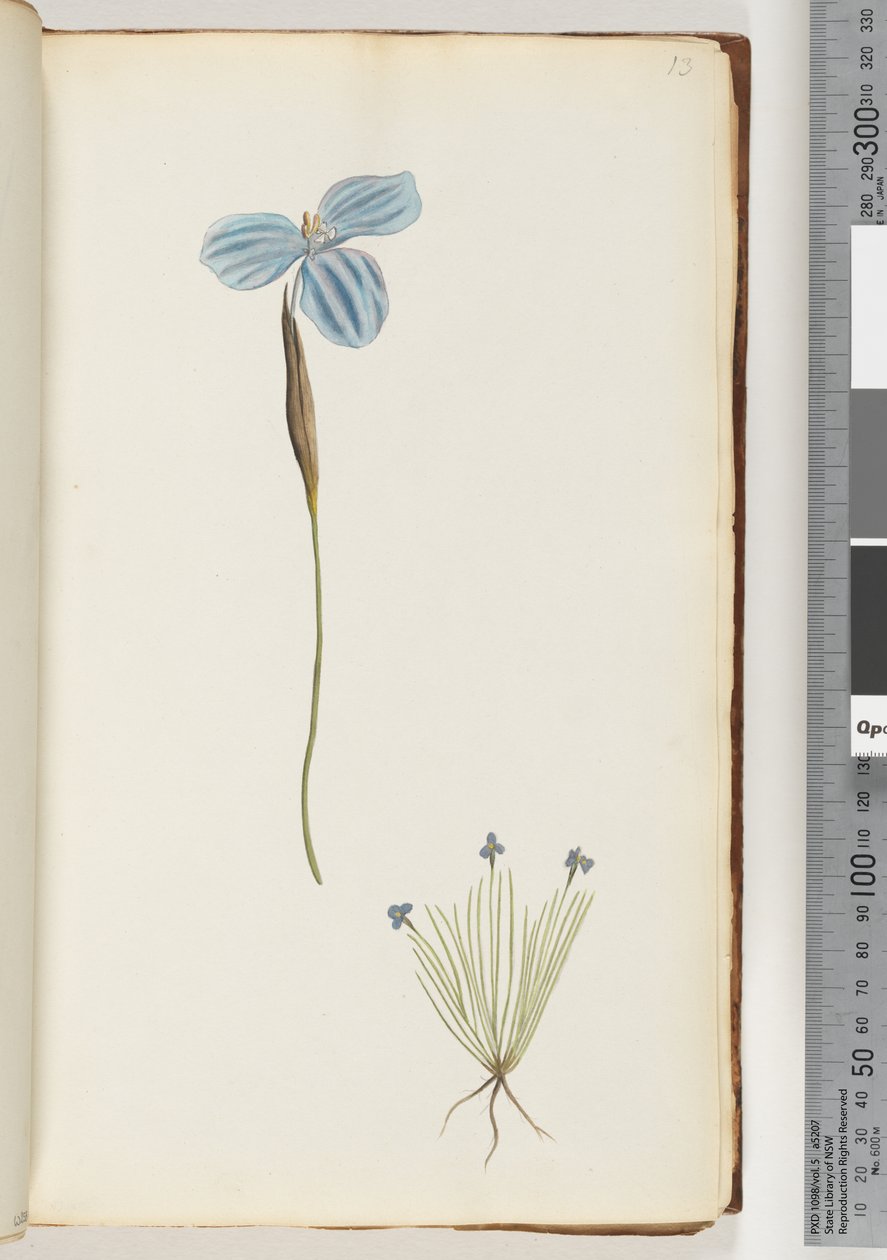 13ページ。正体不明の植物 作： 無名の画家