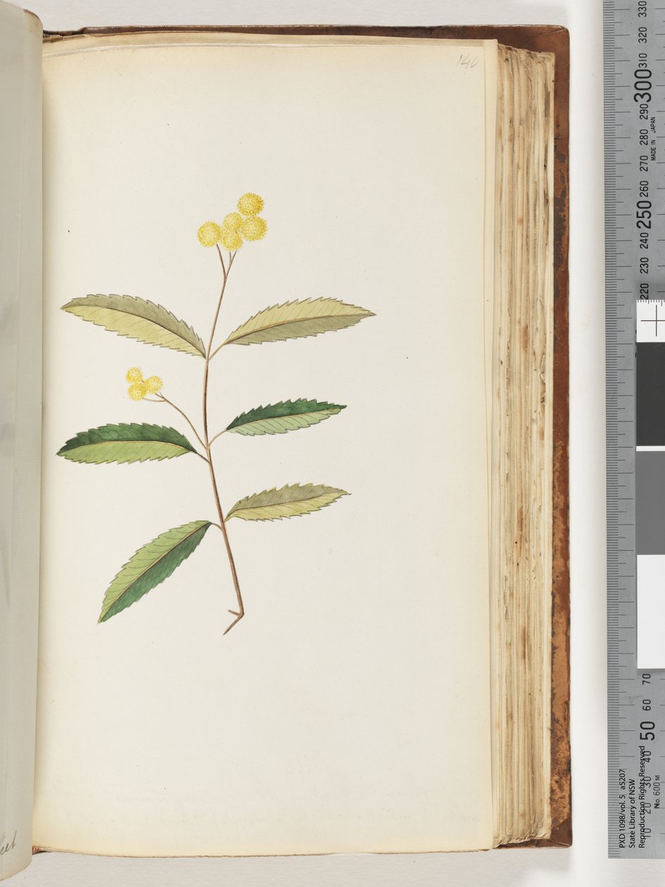 140ページ。正体不明の花、1794年10月 作： 無名の画家