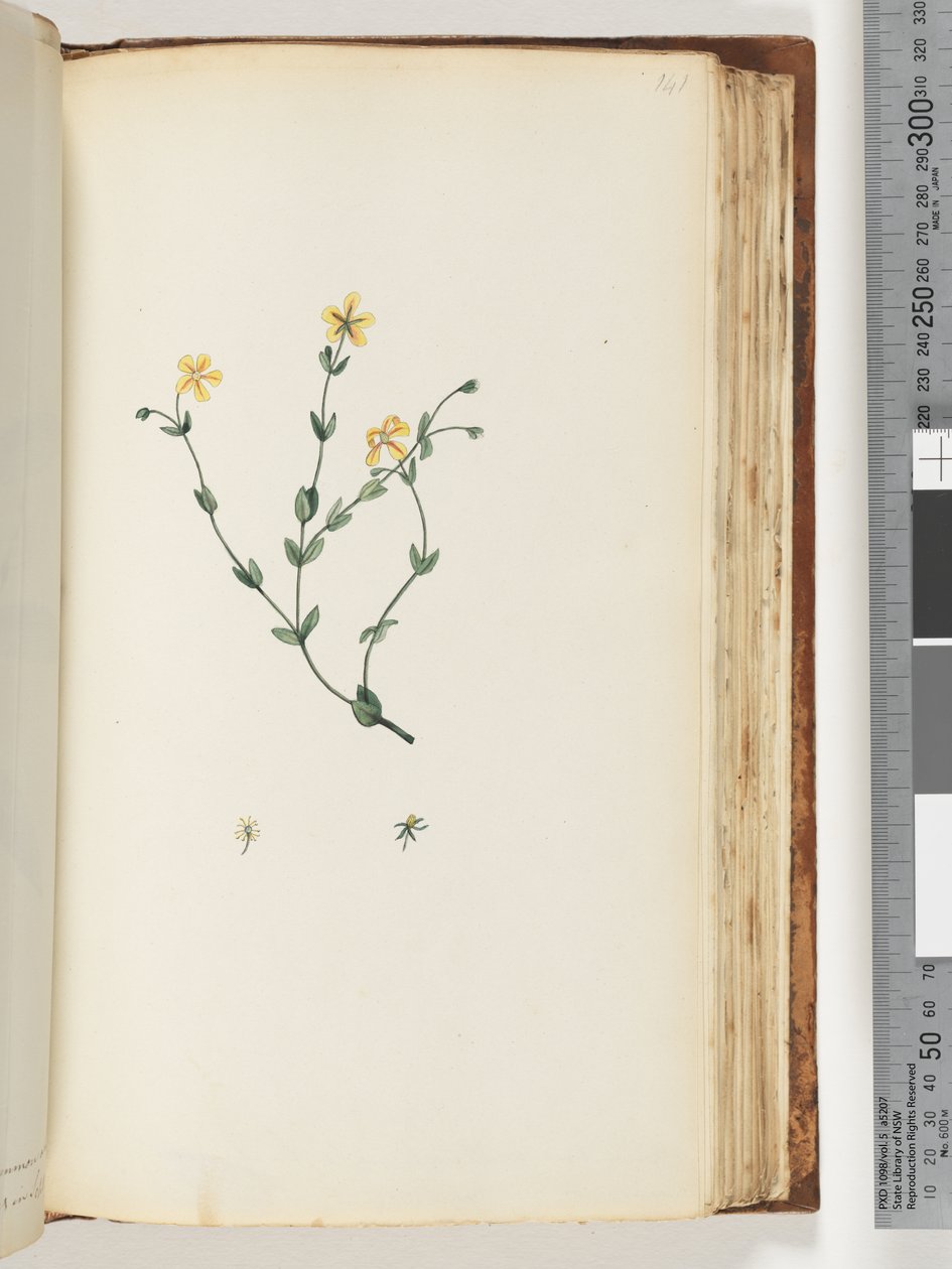 ページ141。未確認の植物 作： 無名の画家