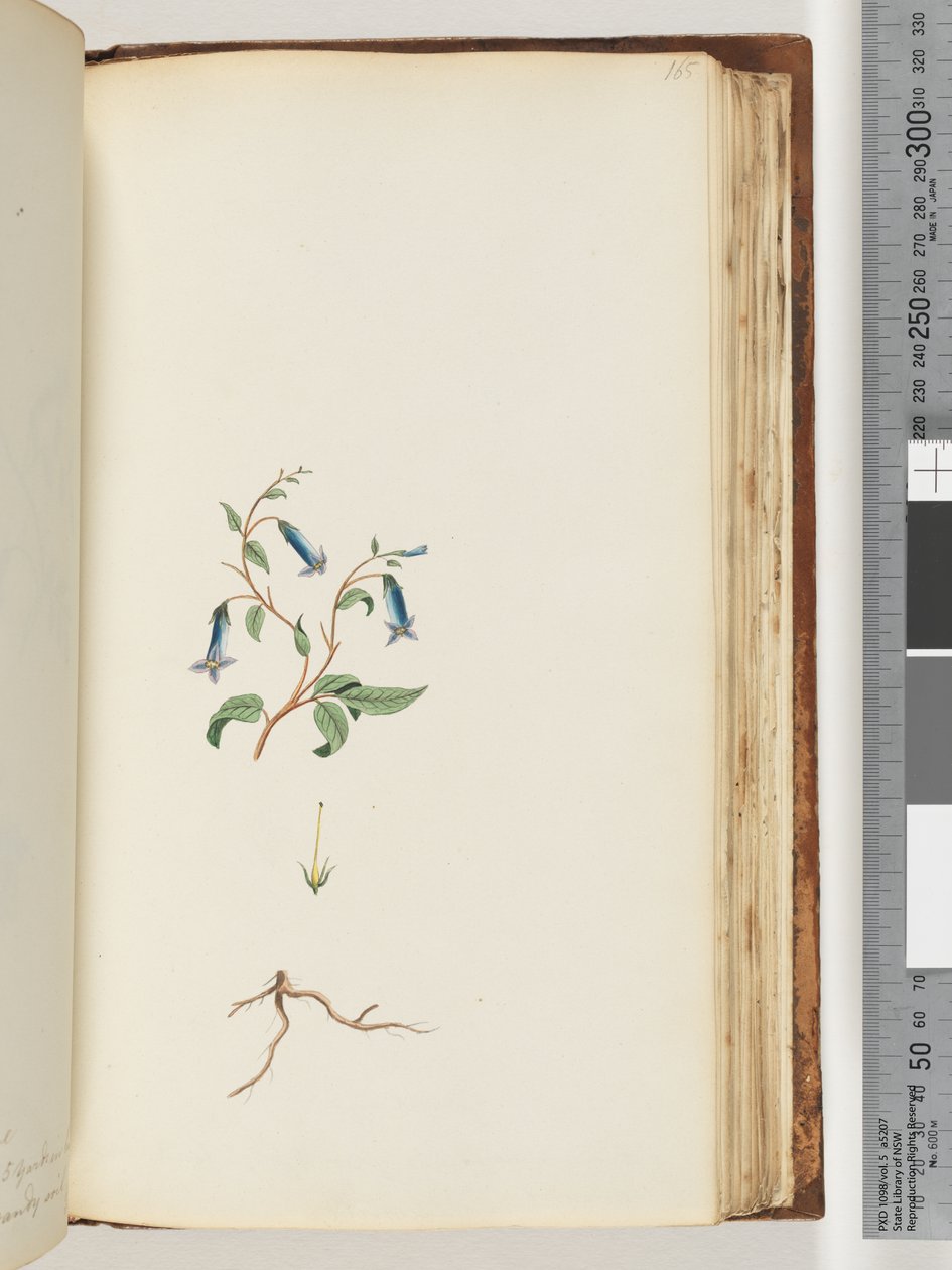165ページ。正体不明の植物 作： 無名の画家