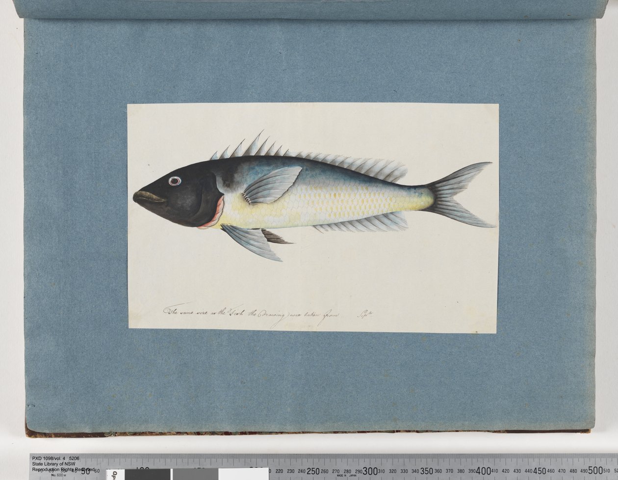17ページ目正体不明の魚（水彩・紙 作： 無名の画家
