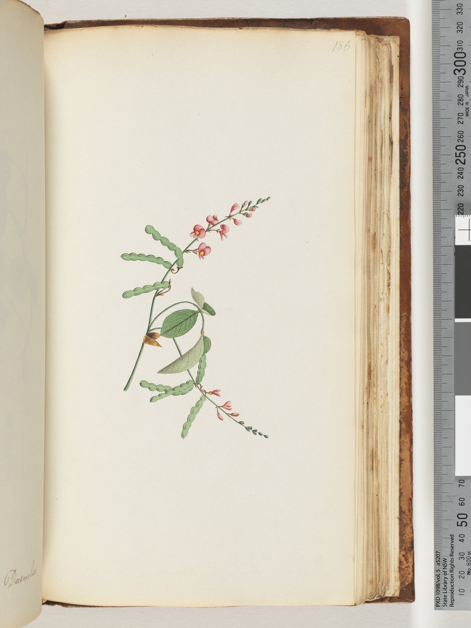186ページ。顕花植物、クリーパー 作： 無名の画家