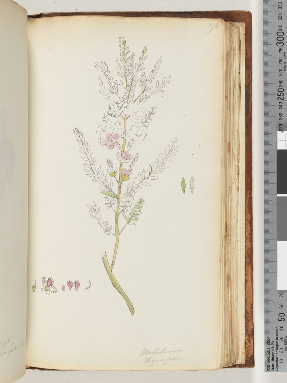 ページ190.Melaleuca thymifolia -タイムハニー、マートル 作： 無名の画家