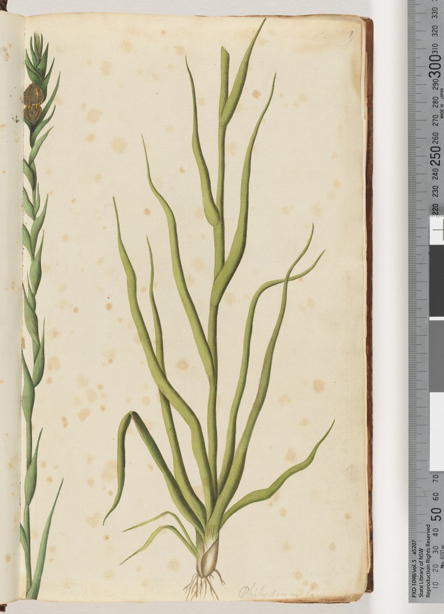 ページ1。Philydrumlanuginosum 作： 無名の画家