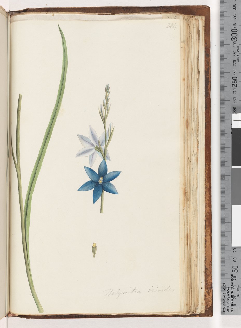 ページ204.Thelymitra ixiodes - Spotted Sun Orchid 作： 無名の画家