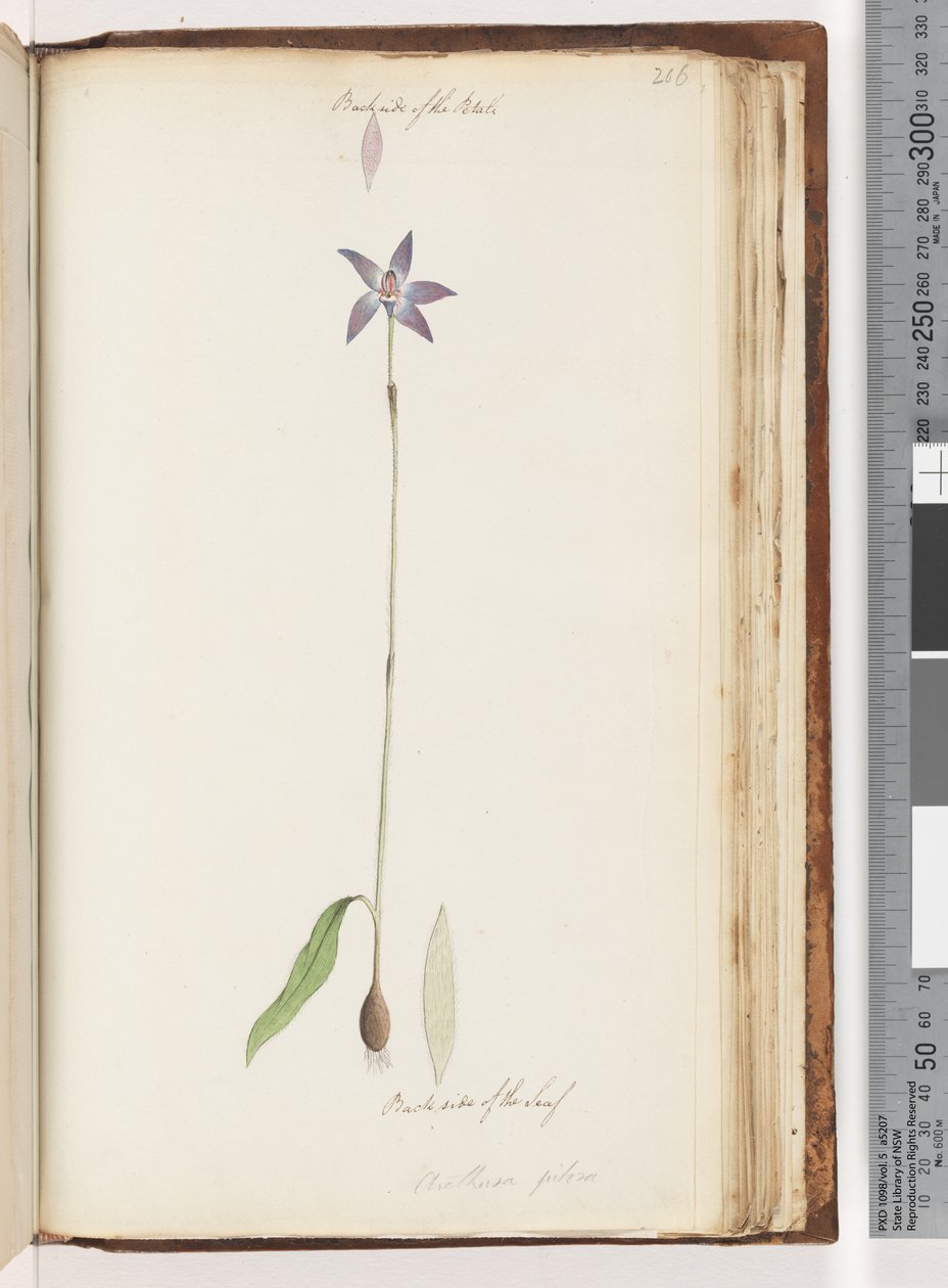 ページ206。花びらの裏側。葉の裏側。 Arethusa pilosa -ワックスリップオーキッド 作： 無名の画家