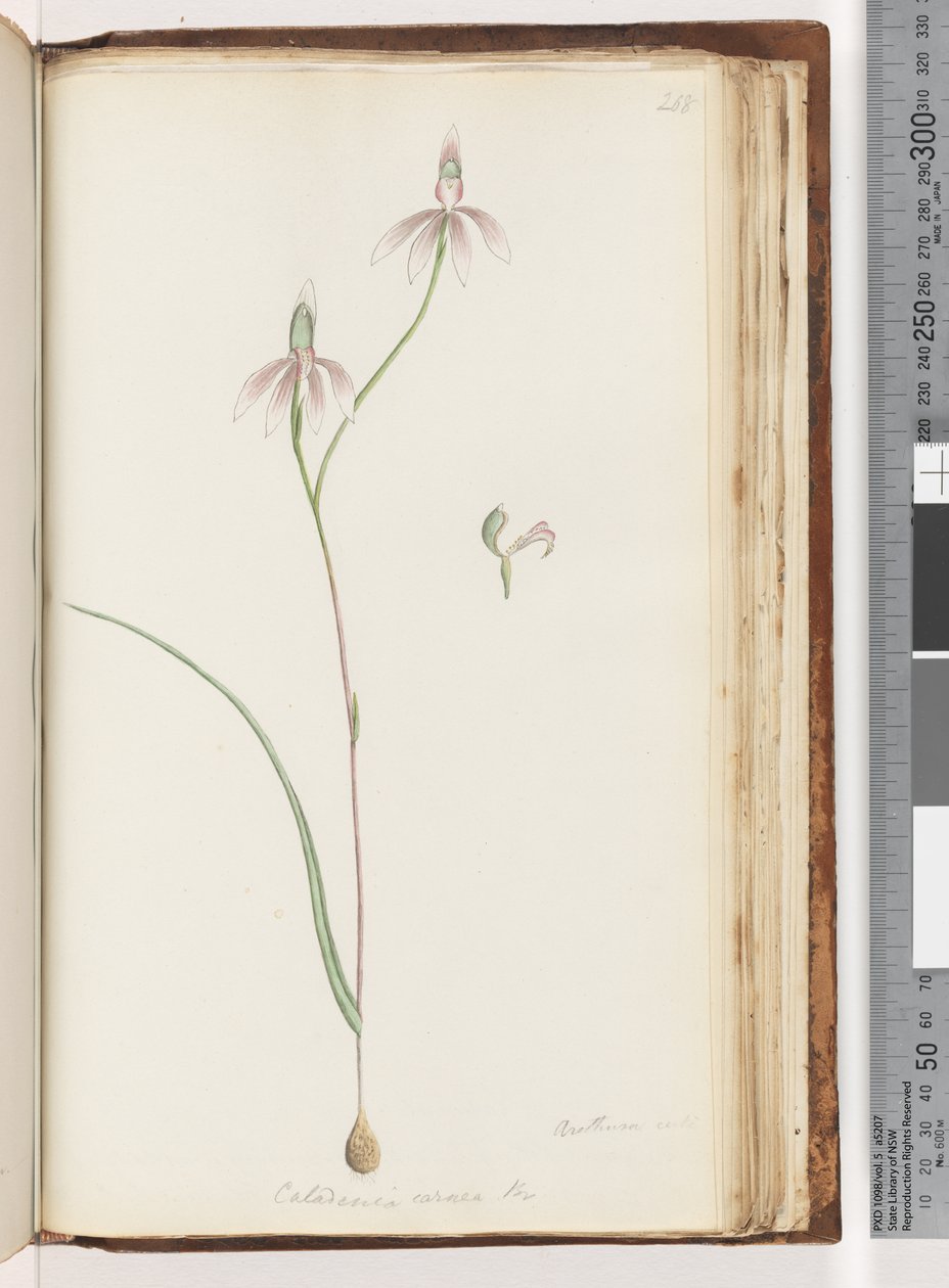 ページ208。アレササ証明書？ Caladenia carnea Br -ピンクフィンガーズオーキッド 作： 無名の画家