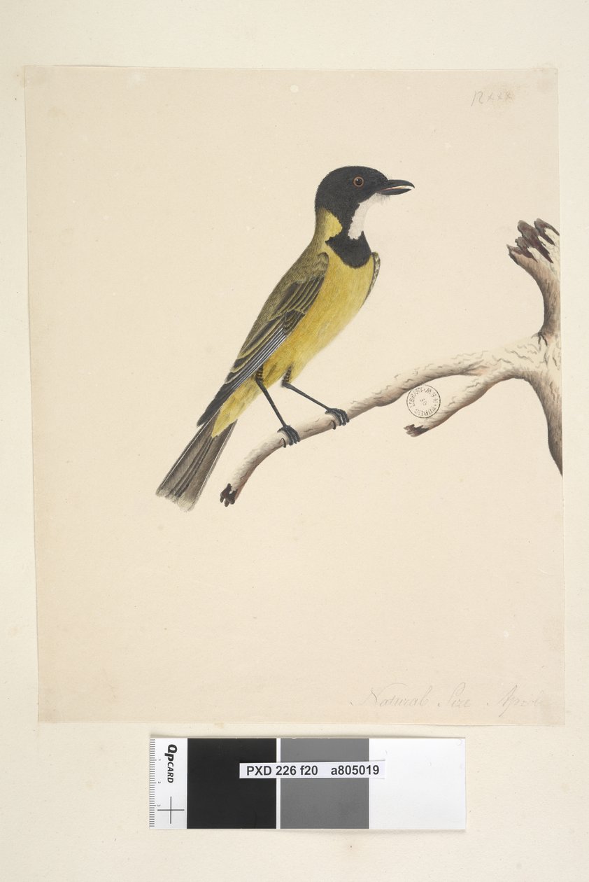 20ページ。自然なサイズ。 4月キバラモズヒタキPachycephalapectoralis、オス、1791-92 作： 無名の画家