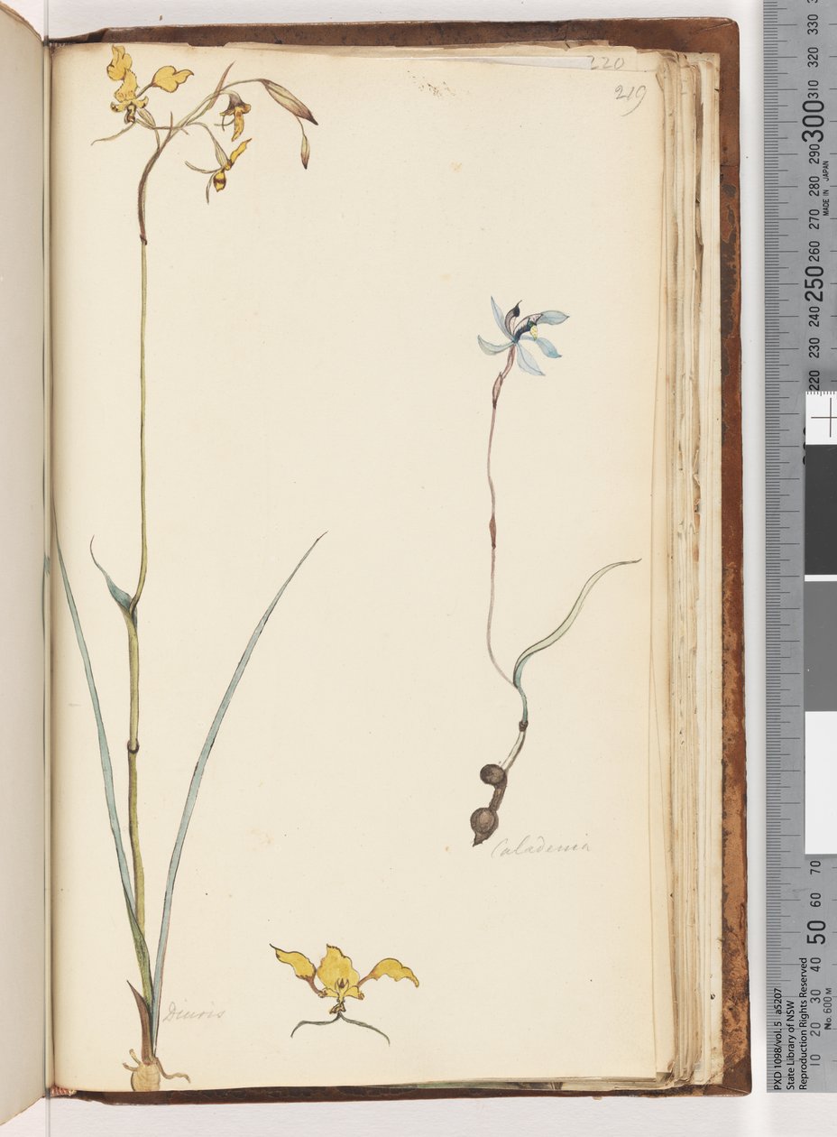219ページ。カラデニア-ディウリス2つの植物 作： 無名の画家