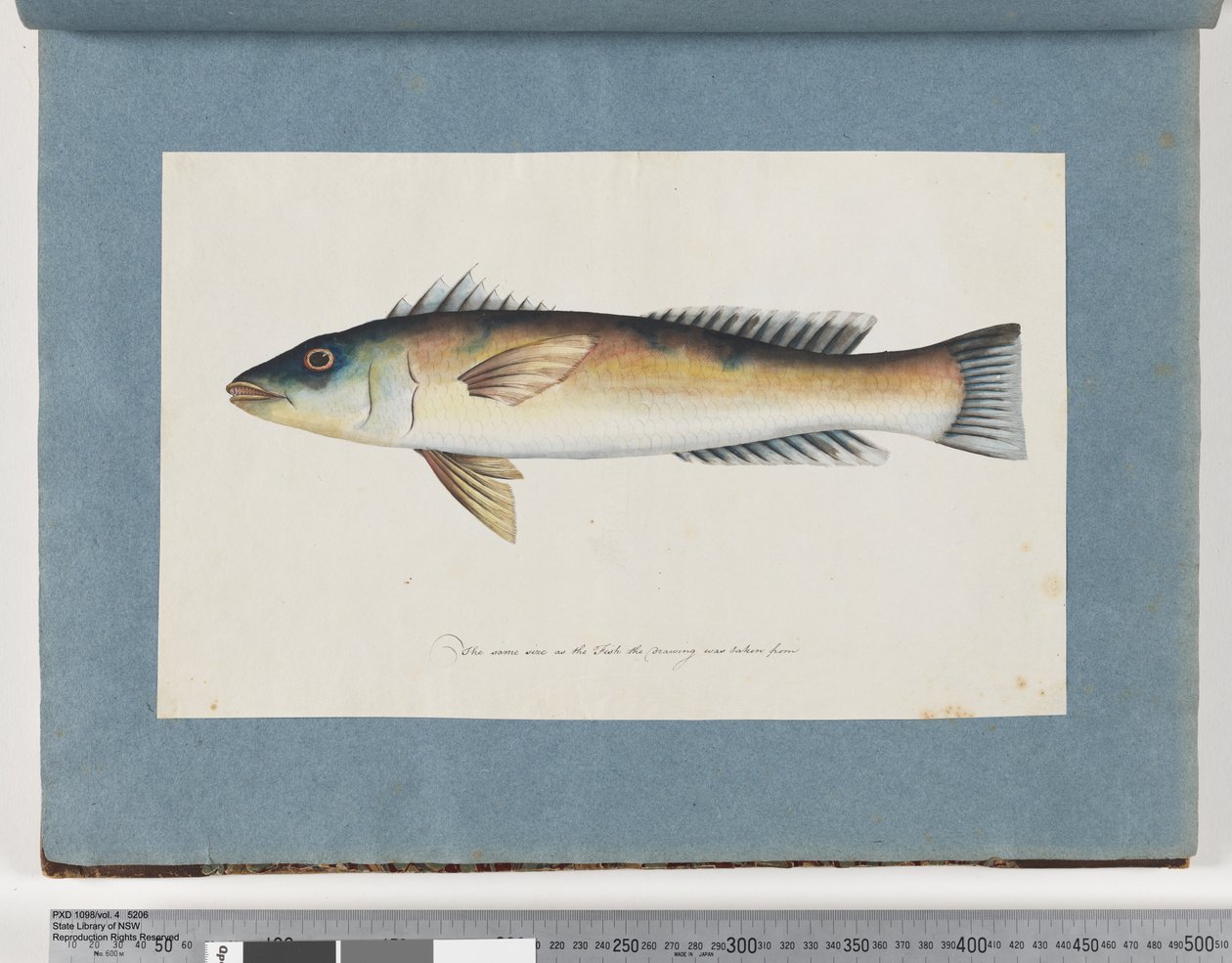 21ページ。正体不明の魚 作： 無名の画家