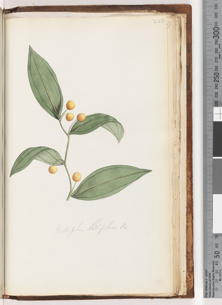 ページ228。EustrephuslatifoliusBr。ウォンバットベリー 作： 無名の画家