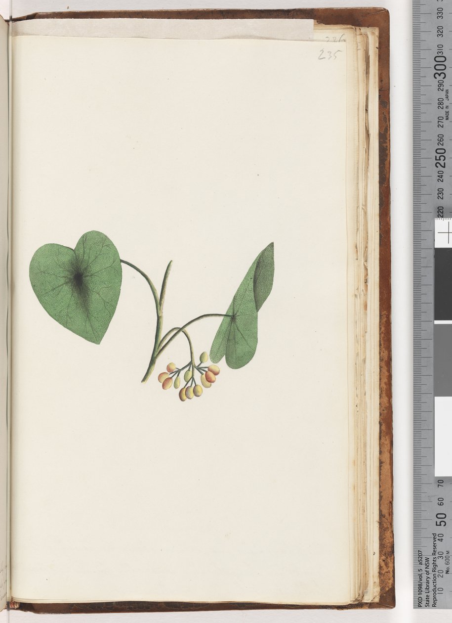 235ページ。正体不明の植物 作： 無名の画家
