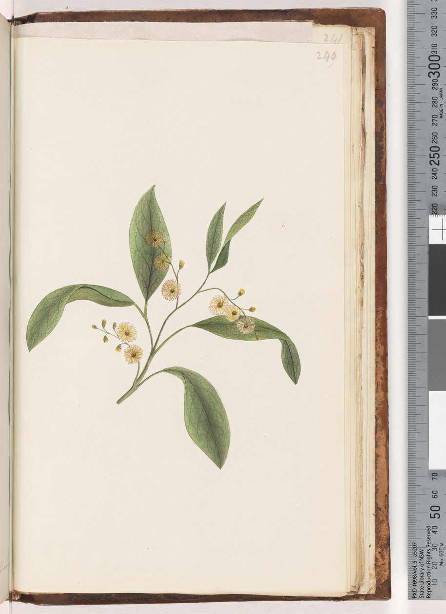 ページ240。未確認の植物 作： 無名の画家