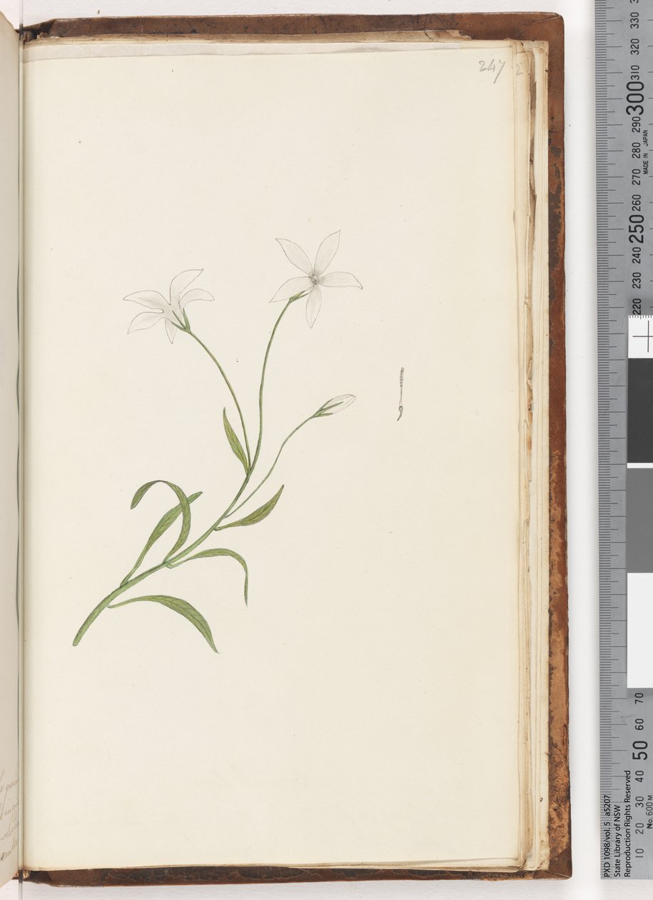 247ページ。正体不明の植物 作： 無名の画家