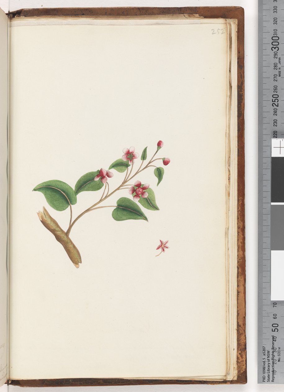 252ページ。正体不明の植物 作： 無名の画家