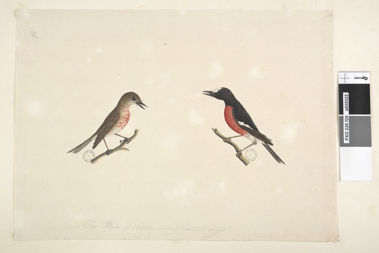 26ページ。ノーフォーク島の2羽の鳥 作： 無名の画家