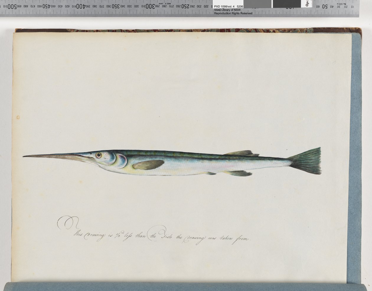 27ページ。正体不明の魚 作： 無名の画家