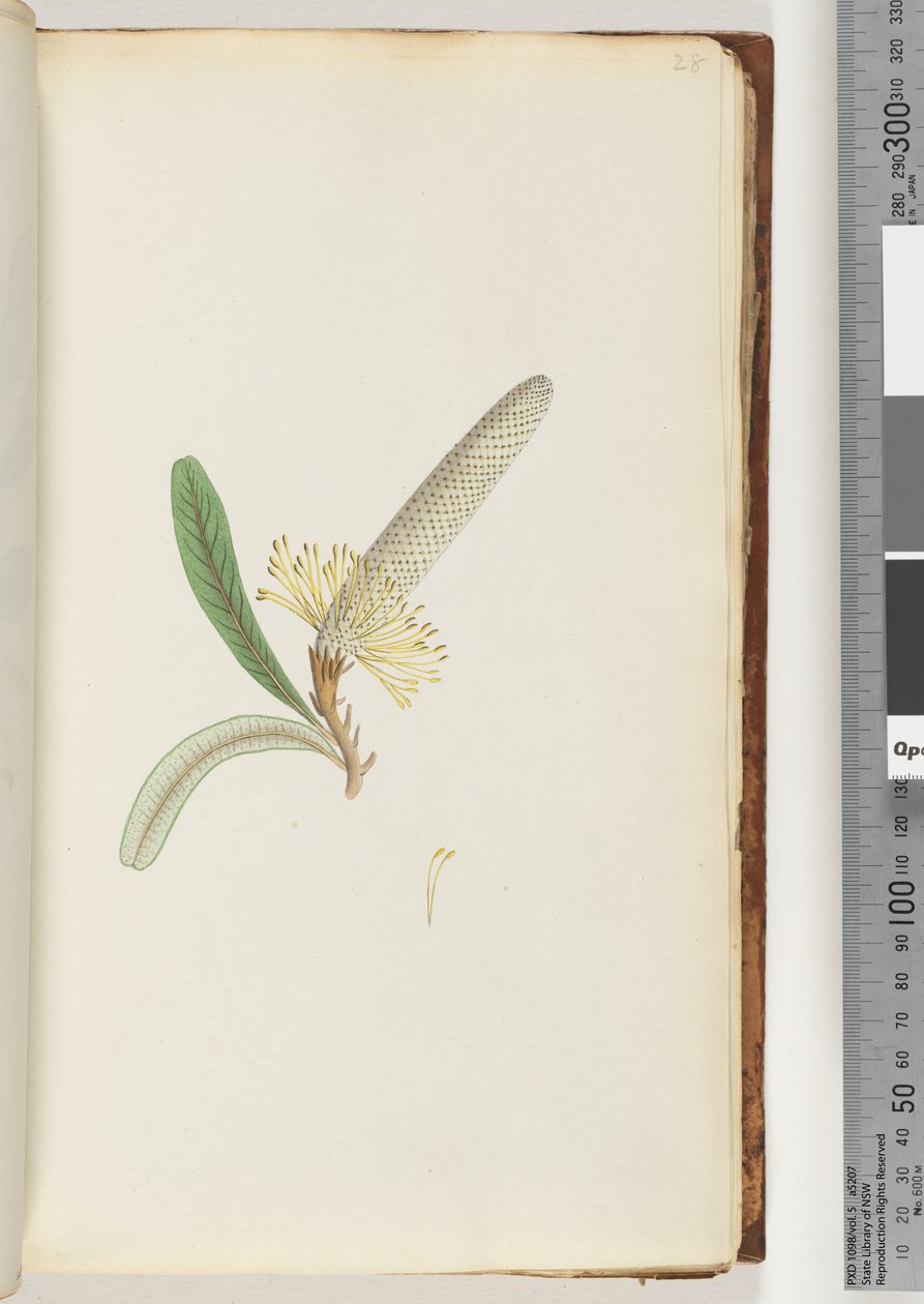 28ページ。顕花植物、「クリーパー」 作： 無名の画家
