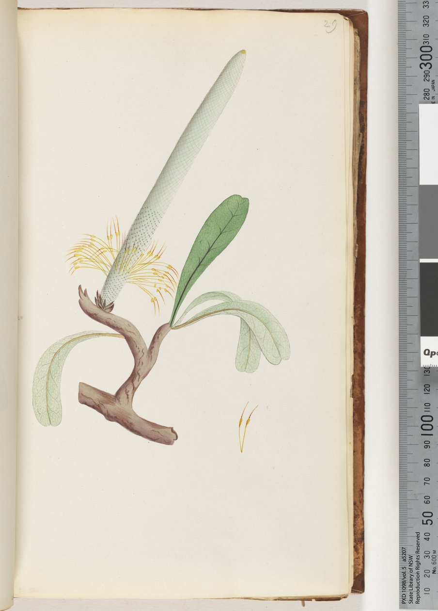 29ページ。コーストバンクシア 作： 無名の画家