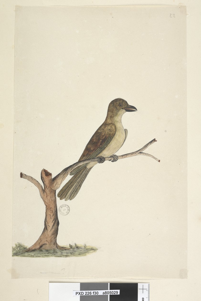 30ページ....？ノーフォーク島ブラックバード？ Aplonis fuscus、女性、1791-92 作： 無名の画家