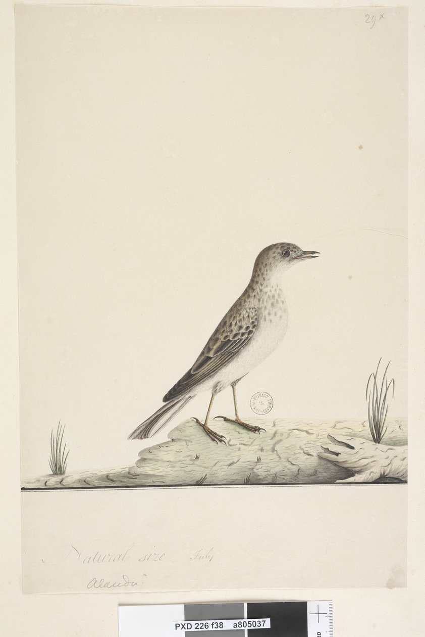 38ページ。アルンドゥ？別の手でタイトルの上自然なサイズ、7月Pipit Anthus australis、1791-92 作： 無名の画家