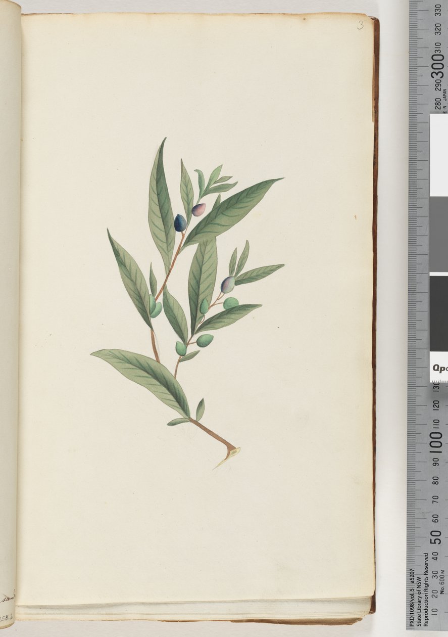 ページ3。未確認の植物 作： 無名の画家