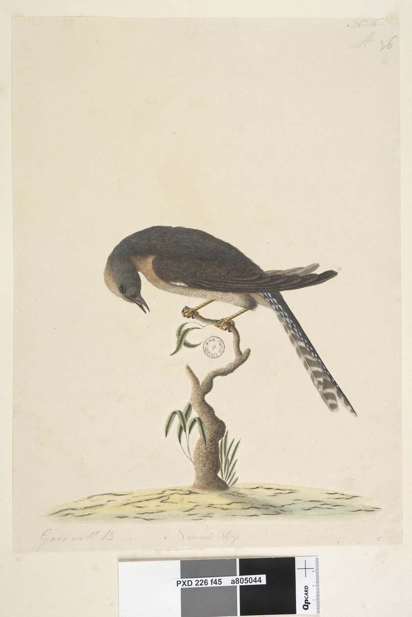 45ページ。自然なサイズ。右上の別の手A左下のBief44ファン、尾のあるカッコウCacomantis pyrrhophanus、1791-92 作： 無名の画家