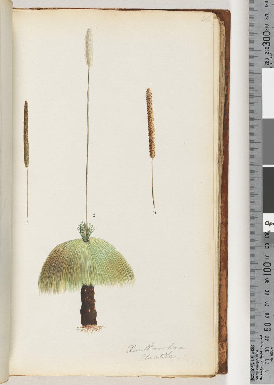 46ページ。XanthorrhoeaHastileGrasstree 作： 無名の画家