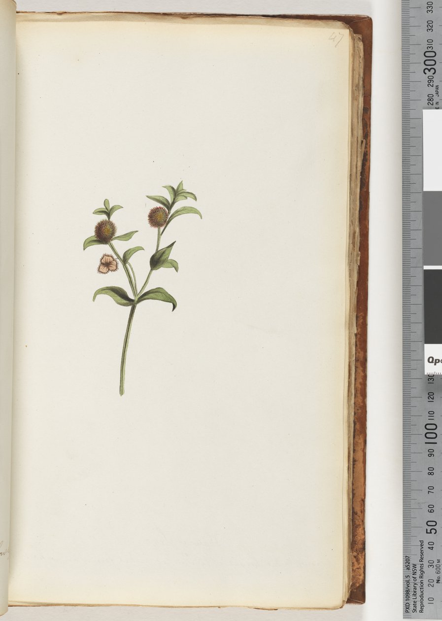 47ページ。正体不明の植物 作： 無名の画家
