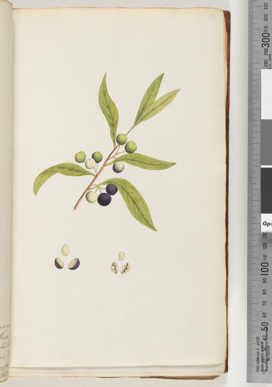 ページ4。未確認の植物 作： 無名の画家