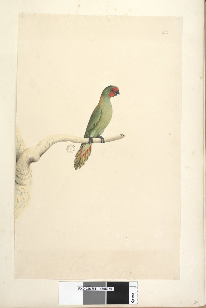 51ページ。自然なサイズのリトルロリキートGlossopsittapusilla、1791-92 作： 無名の画家