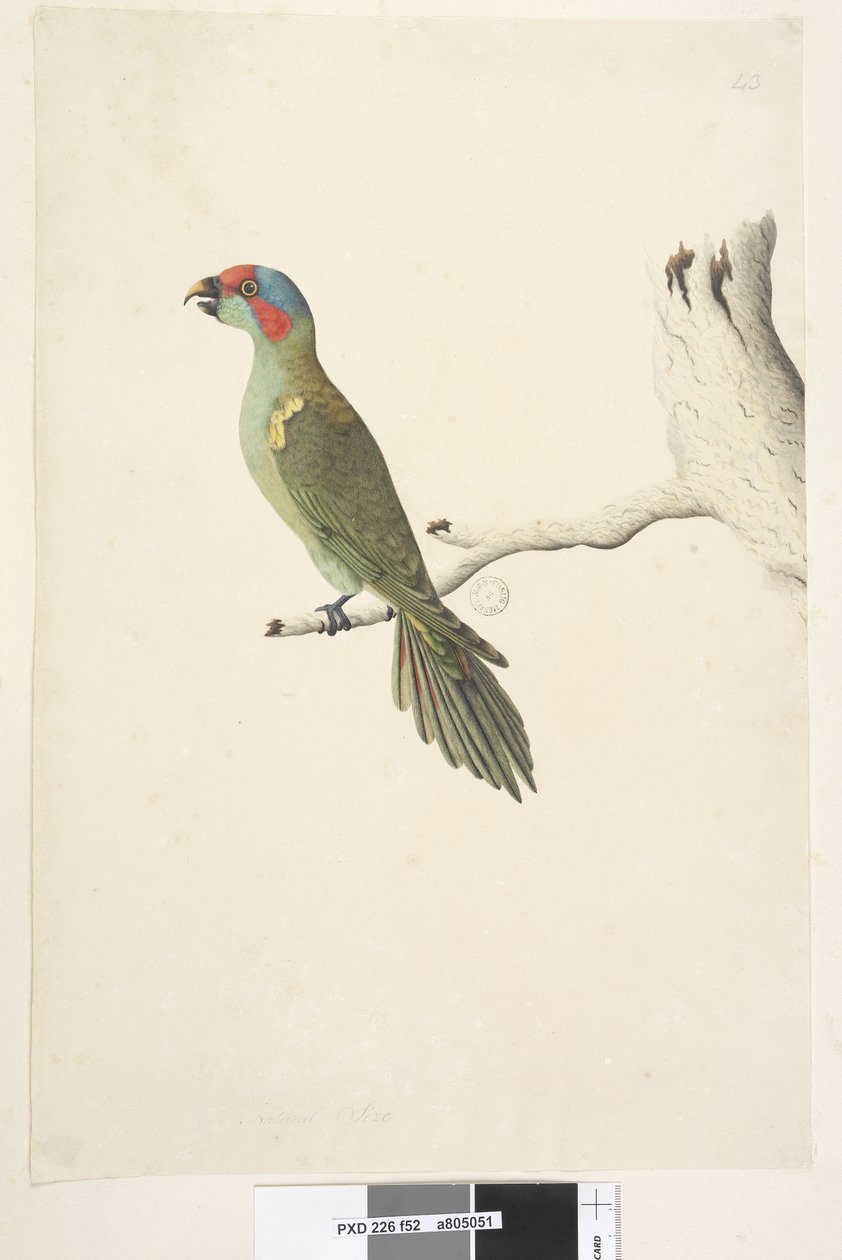 52ページ。自然なサイズのジャコウインコGlossopsittaconcinna、1791-92 作： 無名の画家