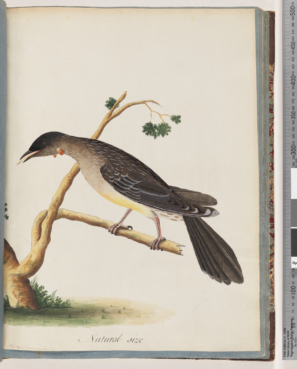 55ページ。アカミミダレタケ。 Merops carunculatus 作： 無名の画家